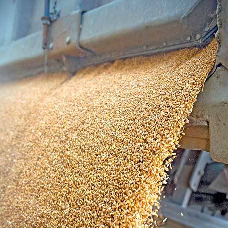 seed grain conditioning