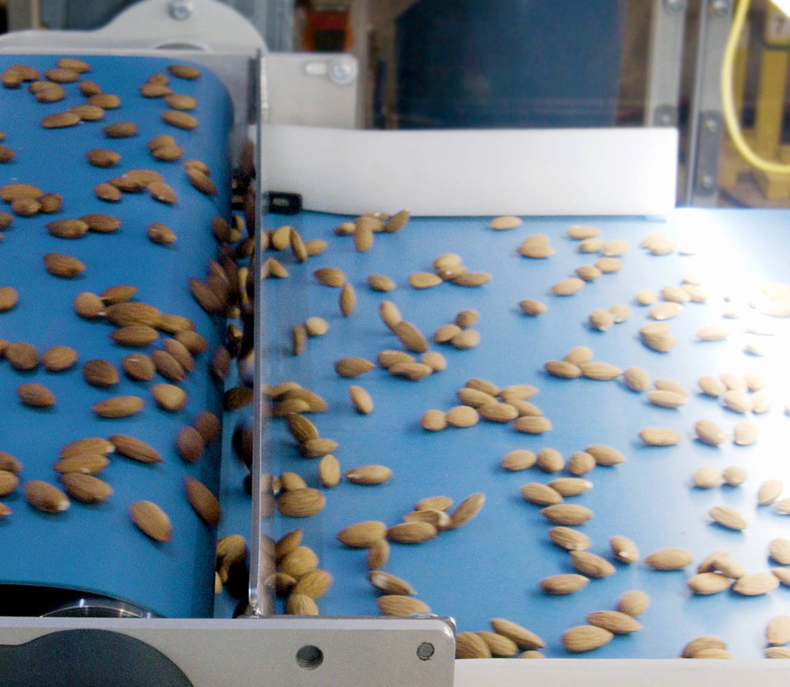 Almonds on an inspection conveyor